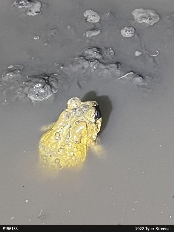 Eastern American Toad