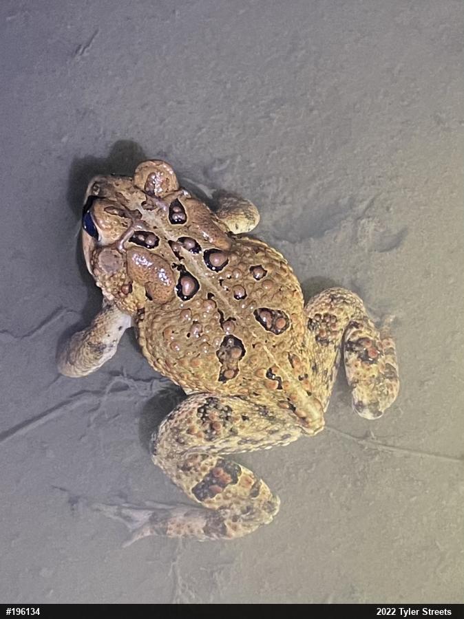Eastern American Toad