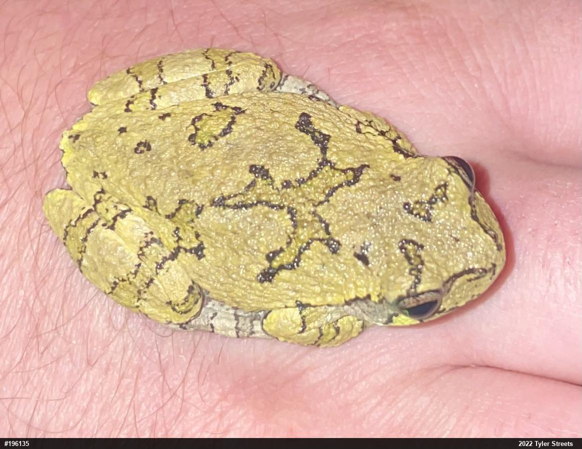 Gray Treefrog