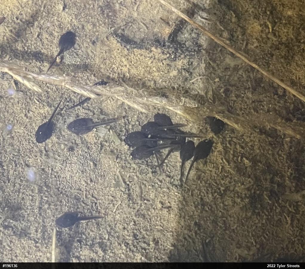 Eastern American Toad
