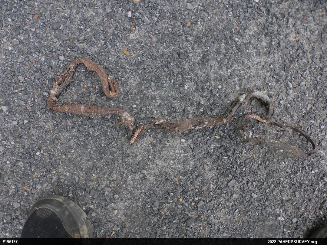 Eastern Ratsnake
