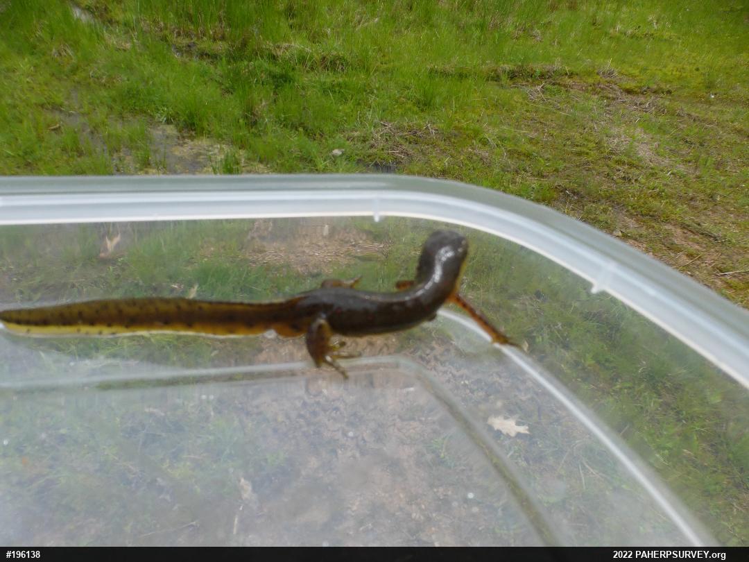 Red-spotted Newt