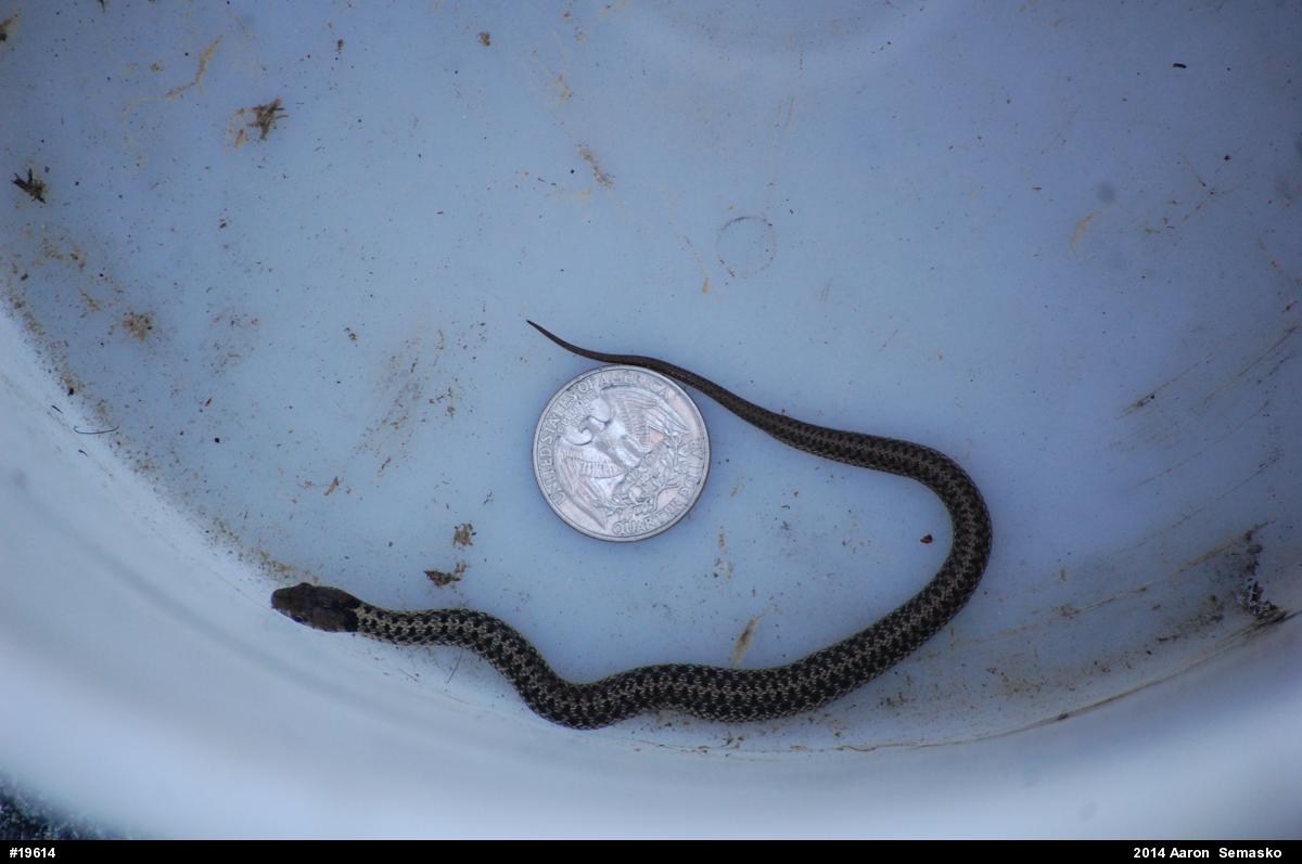 Eastern Gartersnake
