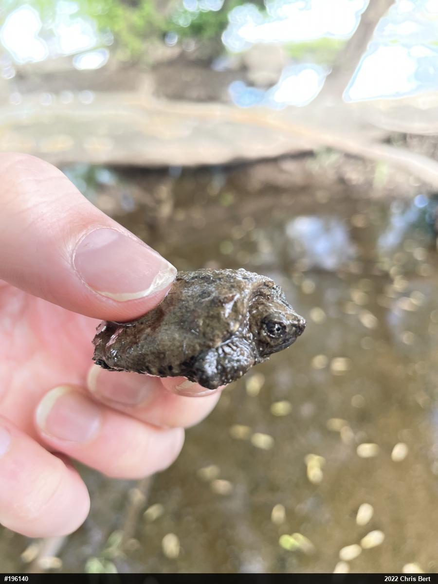 Snapping Turtle