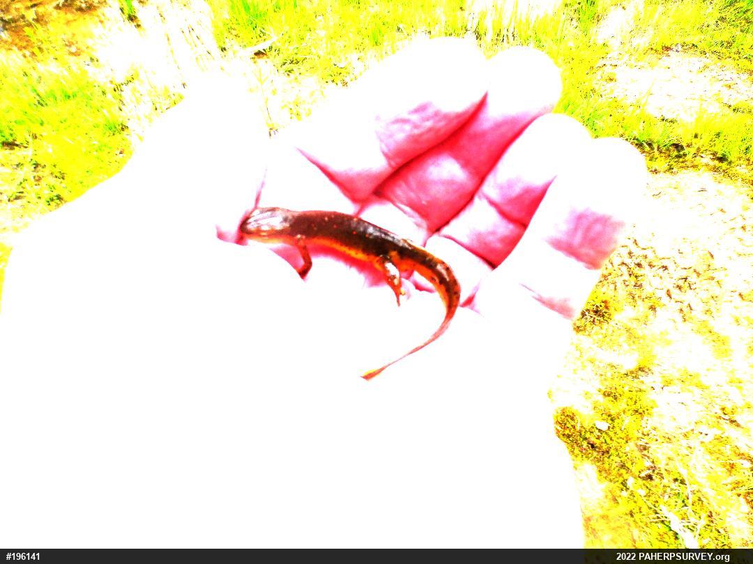 Red-spotted Newt