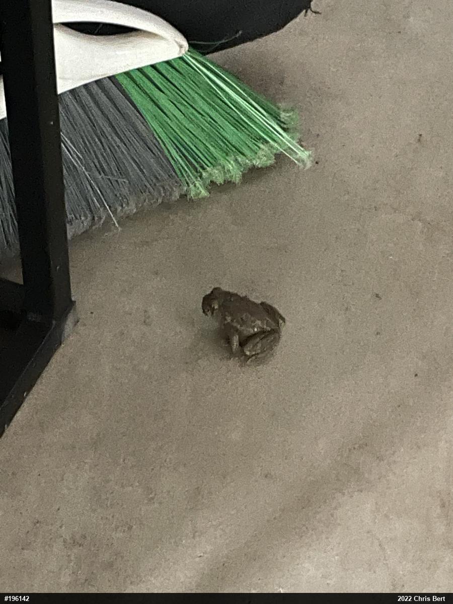 Eastern American Toad
