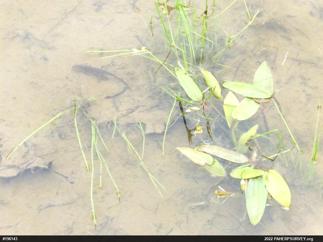 Red-spotted Newt