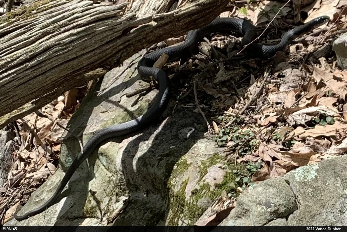 Northern Black Racer