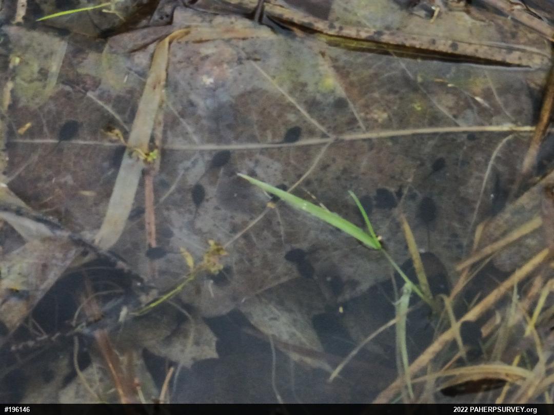 Eastern American Toad