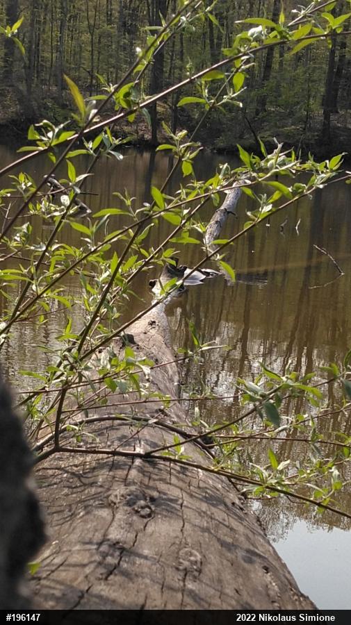 Eastern Spiny Softshell