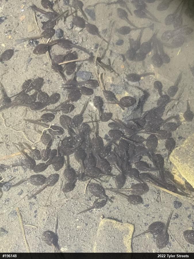 Eastern American Toad