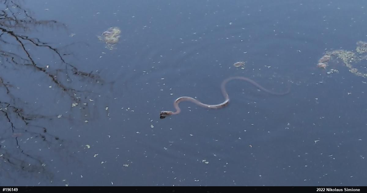 Northern Watersnake