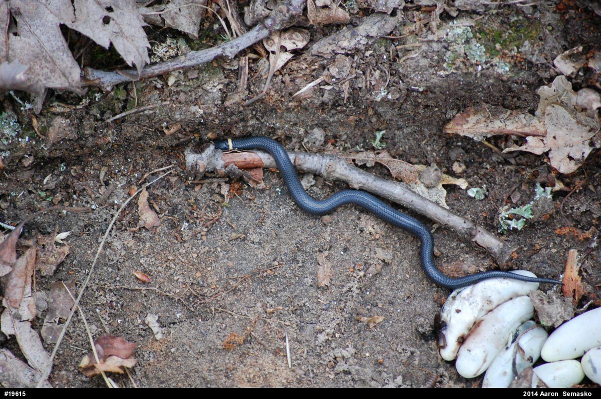 Northern Ring-necked Snake