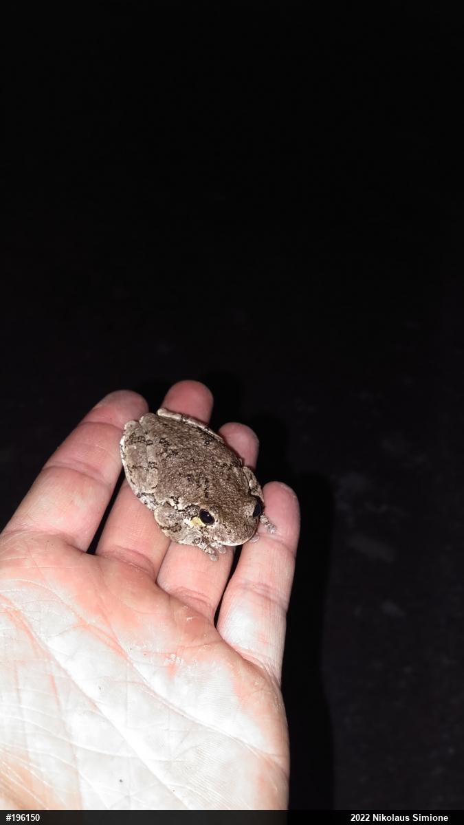 Unknown Gray Treefrog