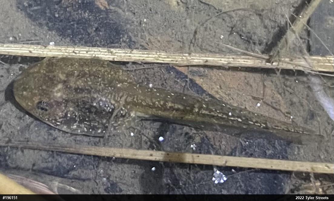 Wood Frog