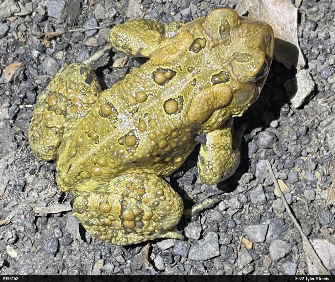 Eastern American Toad