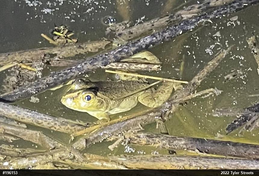 American Bullfrog