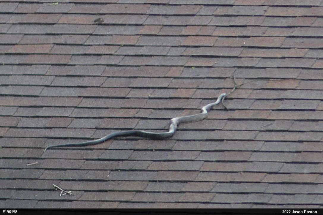 Eastern Ratsnake