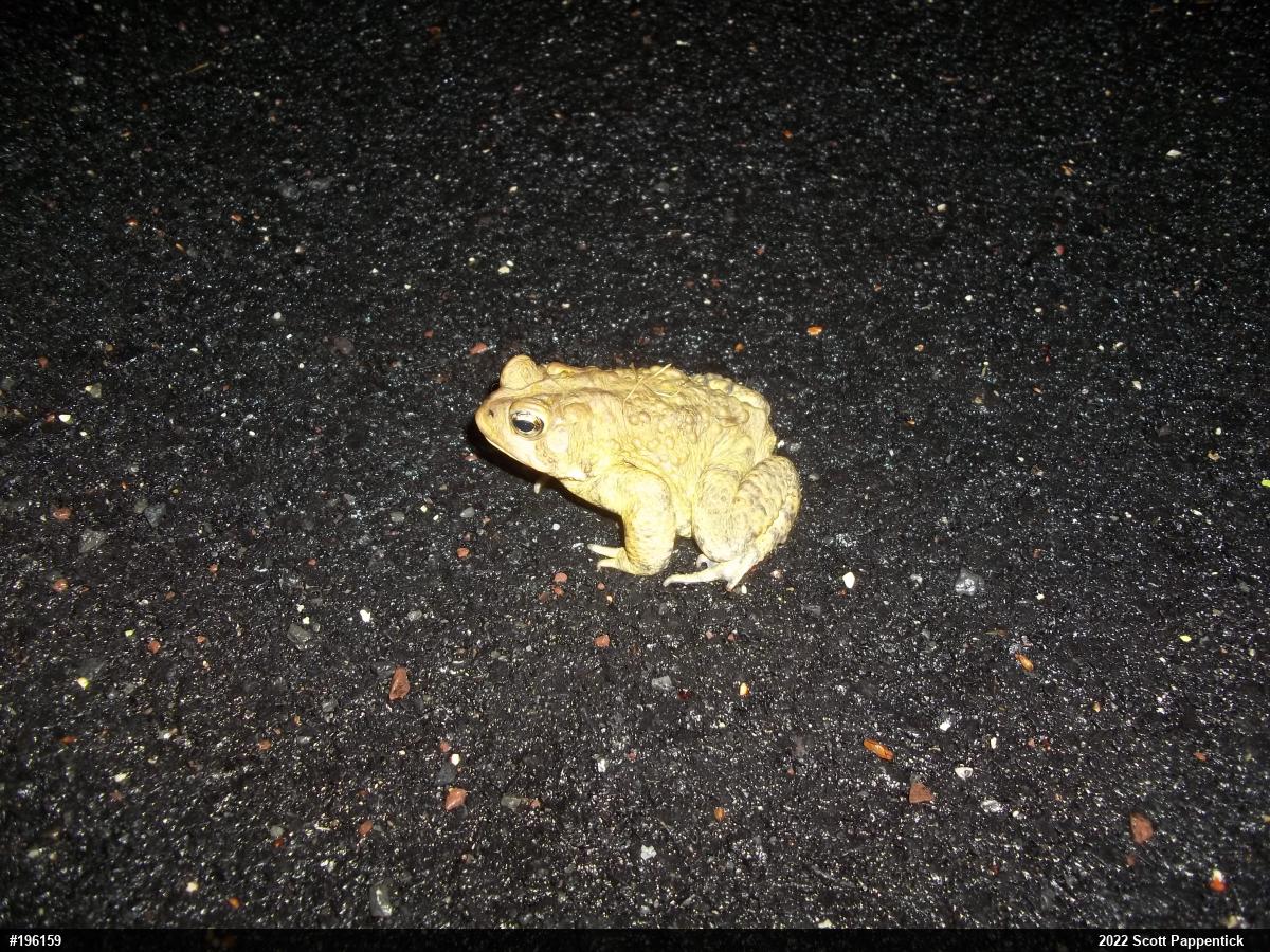 Eastern American Toad