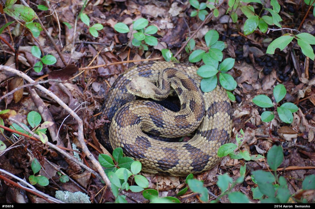 Timber Rattlesnake