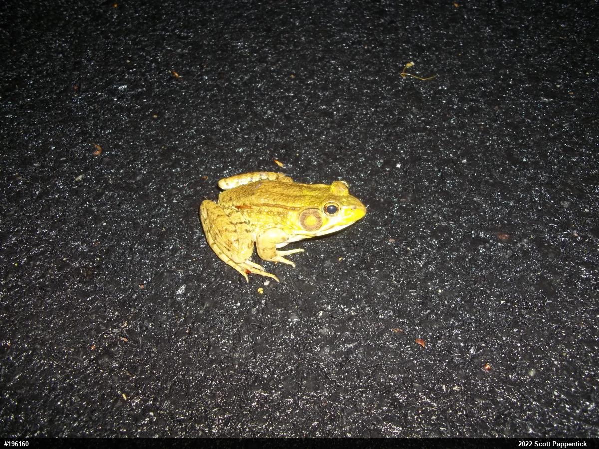 Green Frog