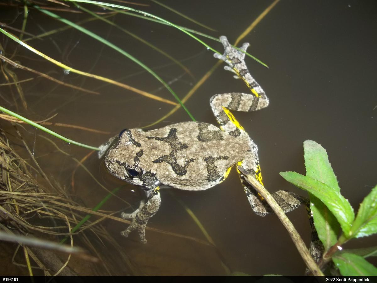 Unknown Gray Treefrog