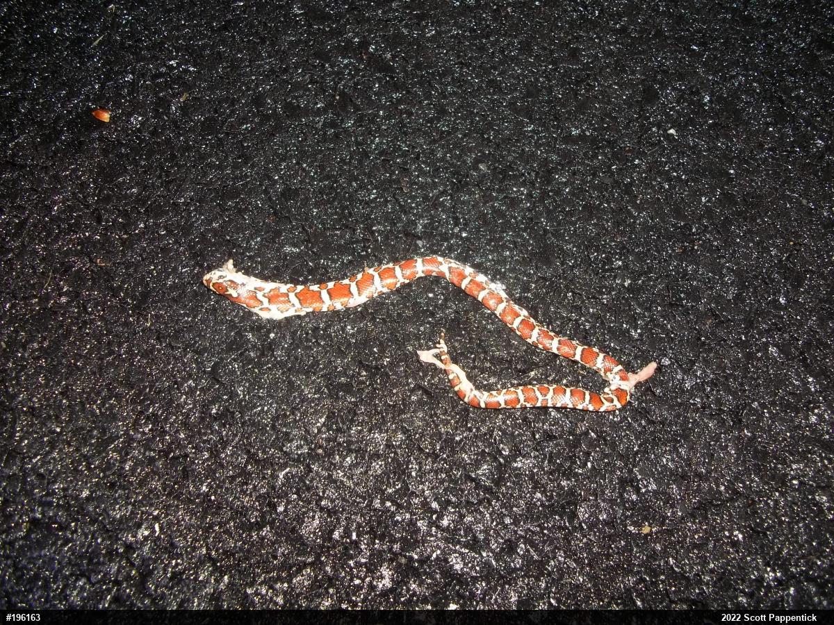 Eastern Milksnake