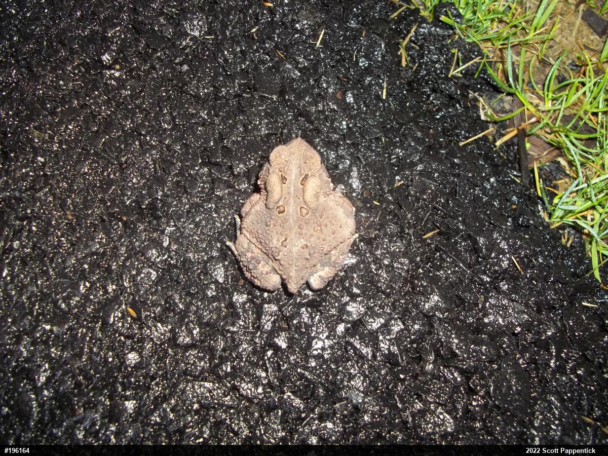 Eastern American Toad