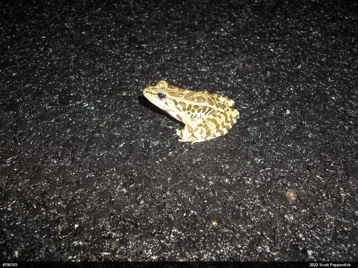Pickerel Frog