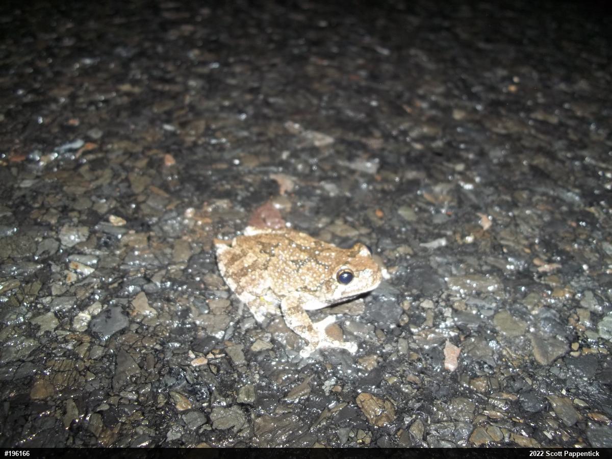 Unknown Gray Treefrog