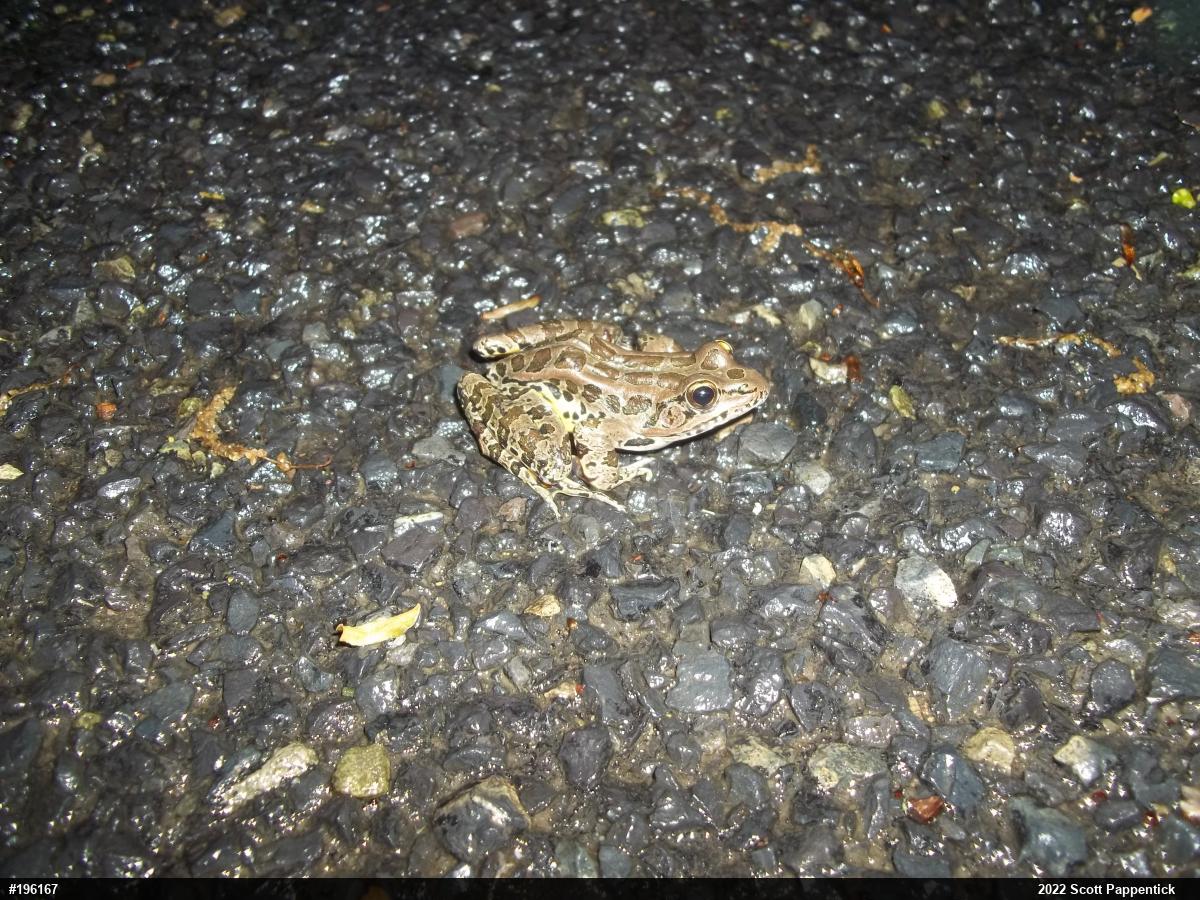 Pickerel Frog