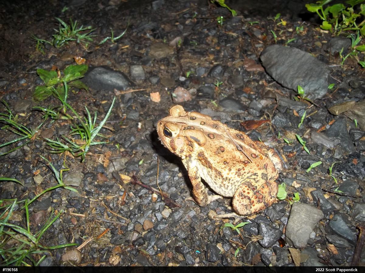Eastern American Toad