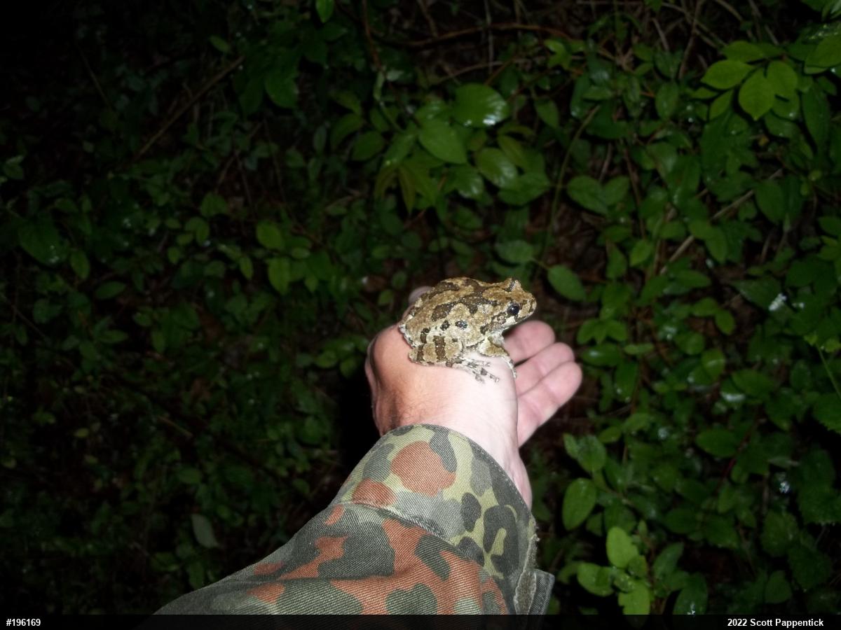 Unknown Gray Treefrog