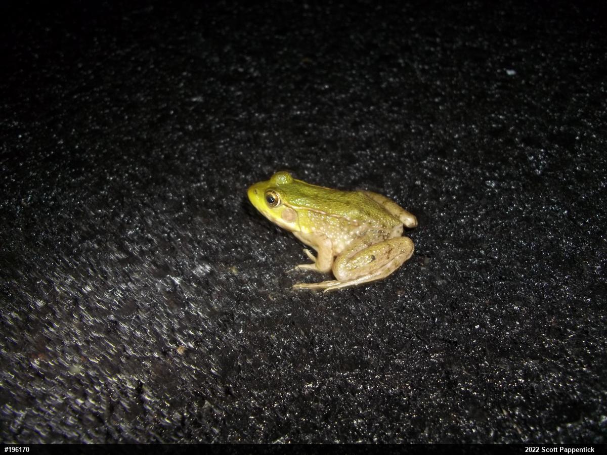 Green Frog