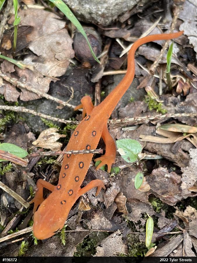 Red-spotted Newt