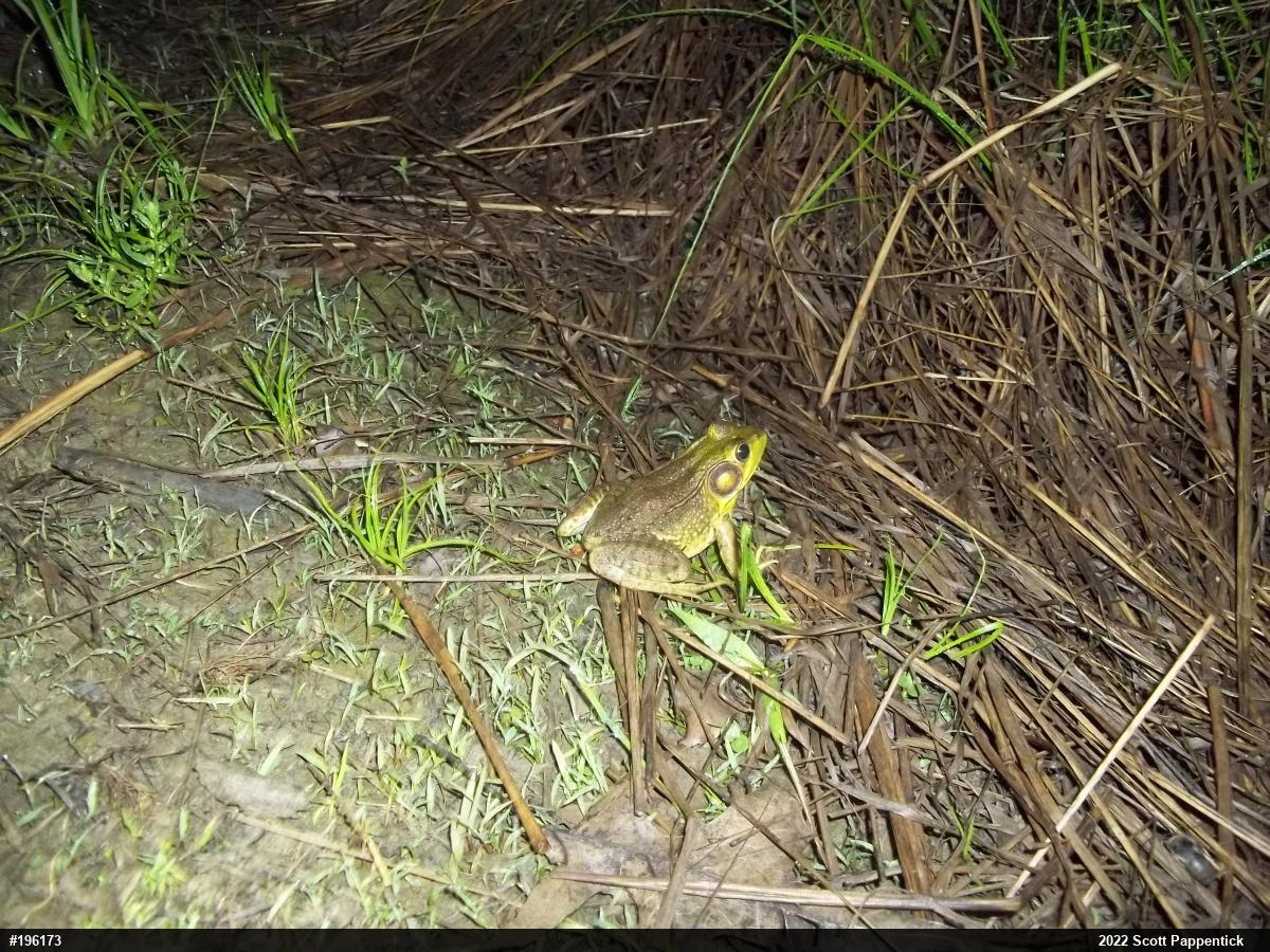 Green Frog