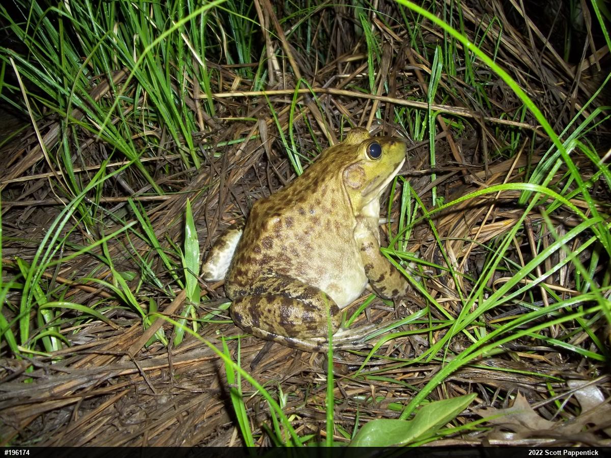 American Bullfrog