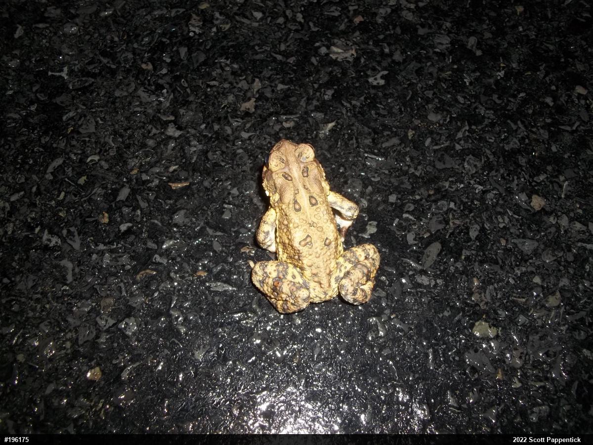 Eastern American Toad