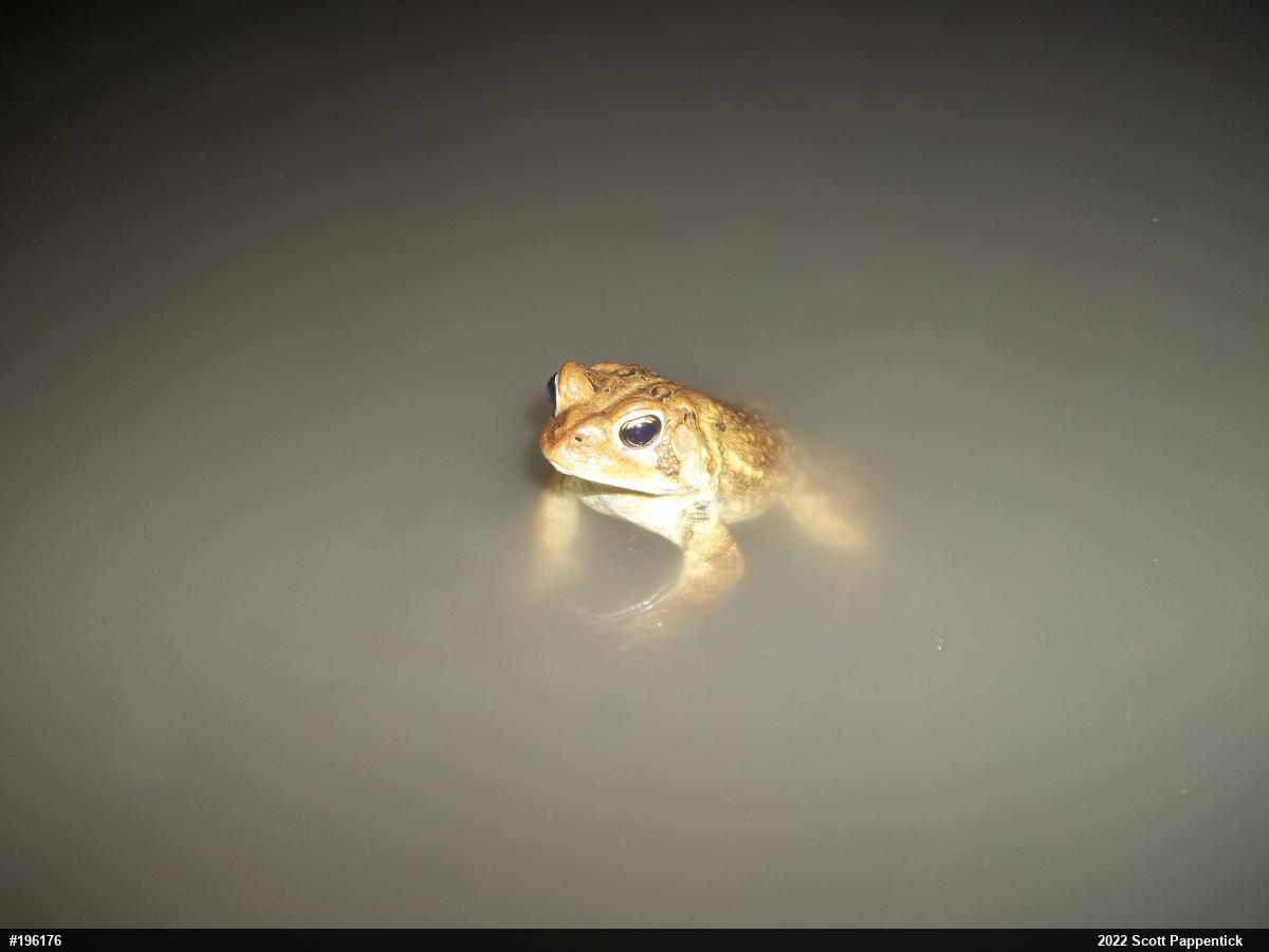 Eastern American Toad