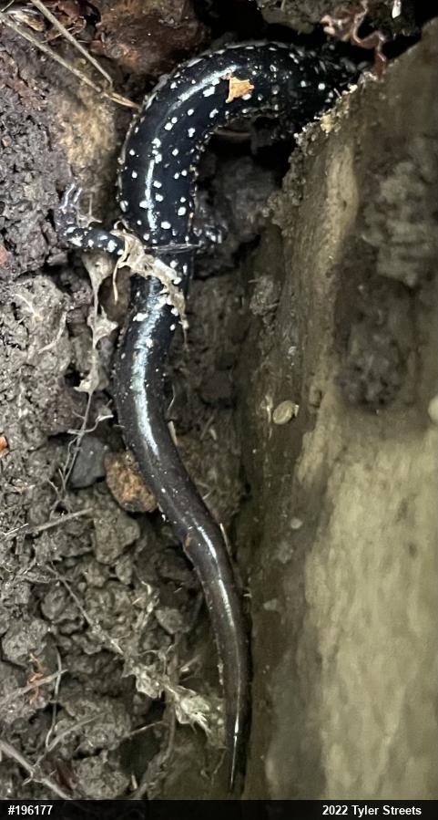 Northern Slimy Salamander
