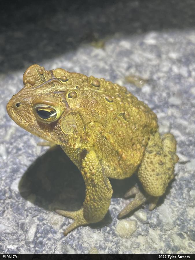 Eastern American Toad