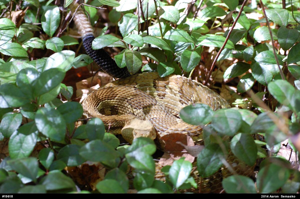 Timber Rattlesnake
