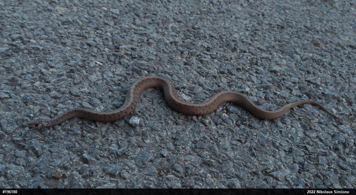 Dekay's Brownsnake