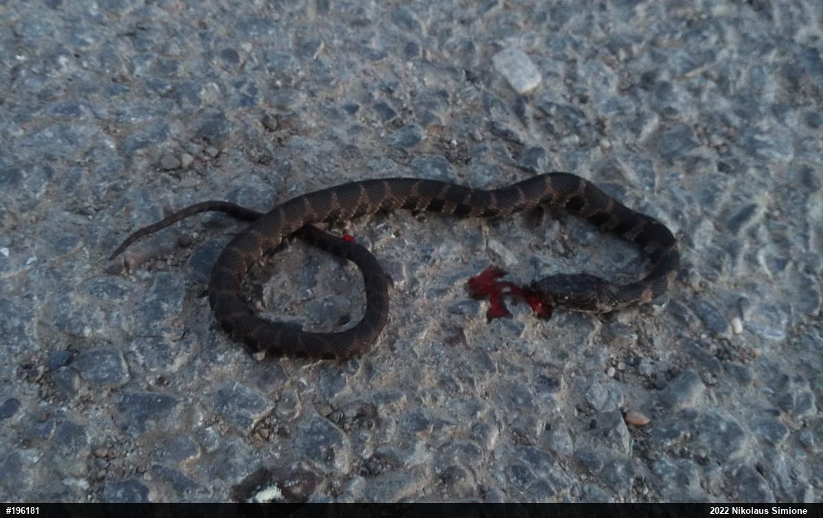 Northern Watersnake
