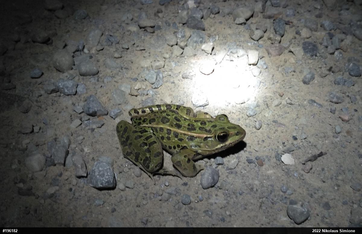 Northern Leopard Frog