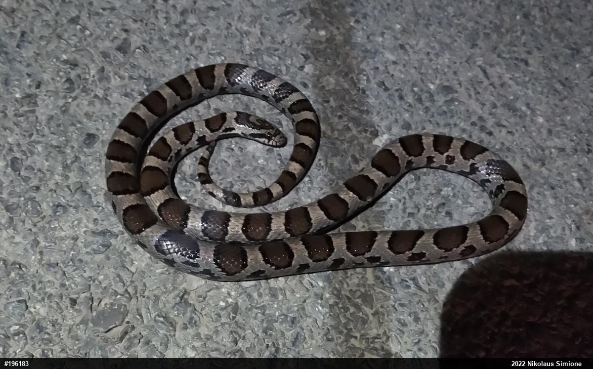 Eastern Milksnake