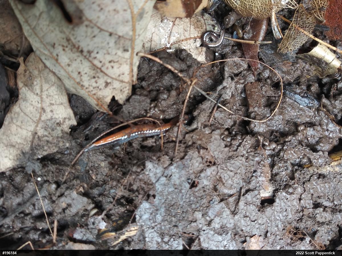 Eastern Red-backed  Salamander
