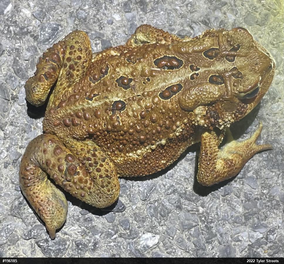 Eastern American Toad