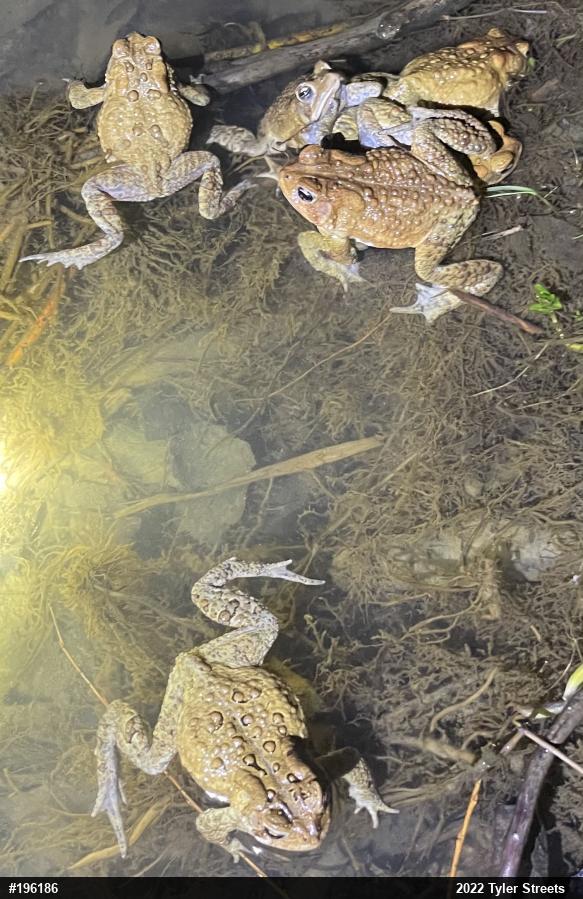 Eastern American Toad