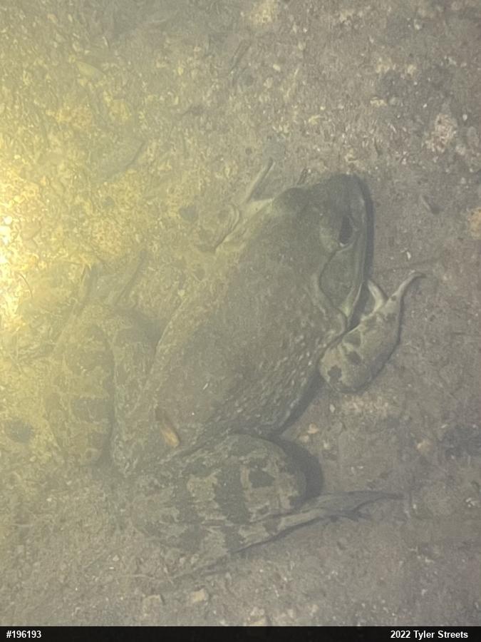 American Bullfrog
